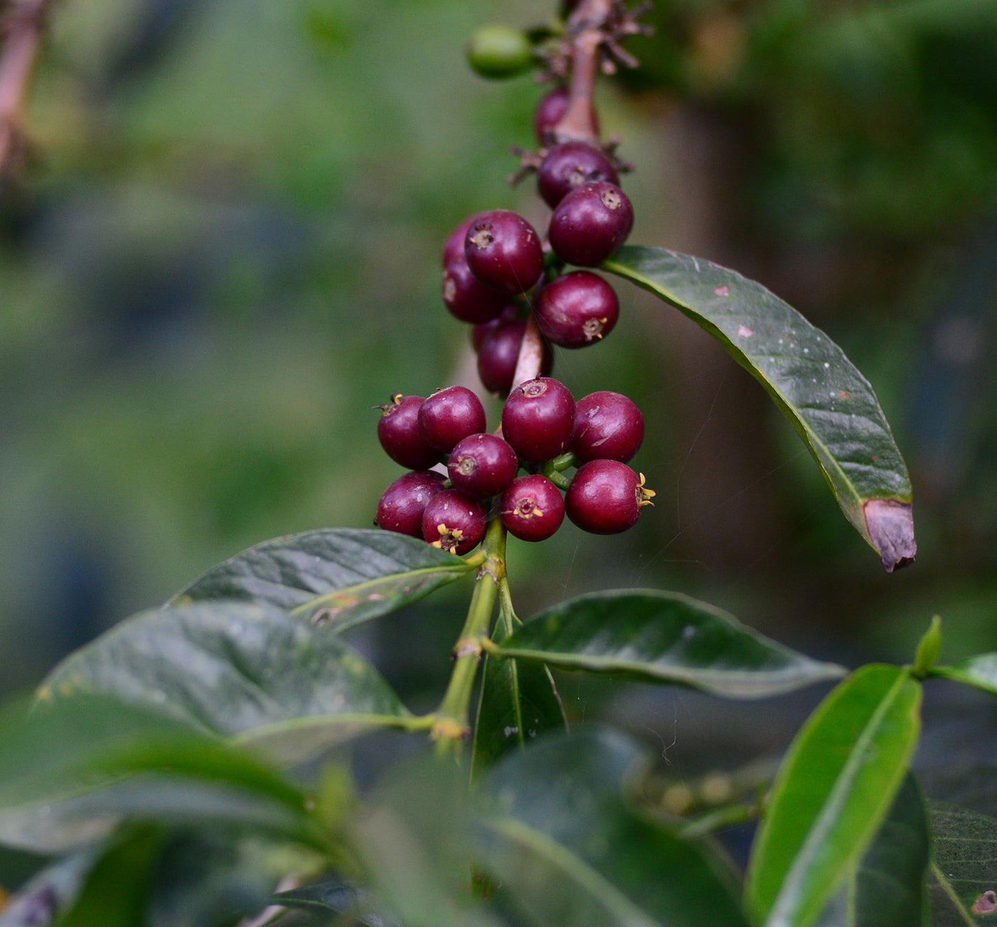 Ethiopia Benti Nenka #2