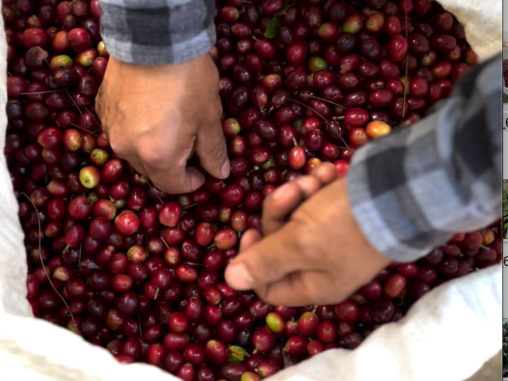 Freshly harvested ripe coffee cherries from El Tesoro, Guatemala