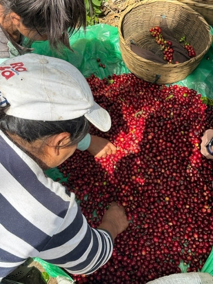El Salvador Los Luchadores