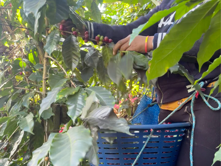 Producer hand-picking ripe coffee cherries at El Tesoro, Guatemala