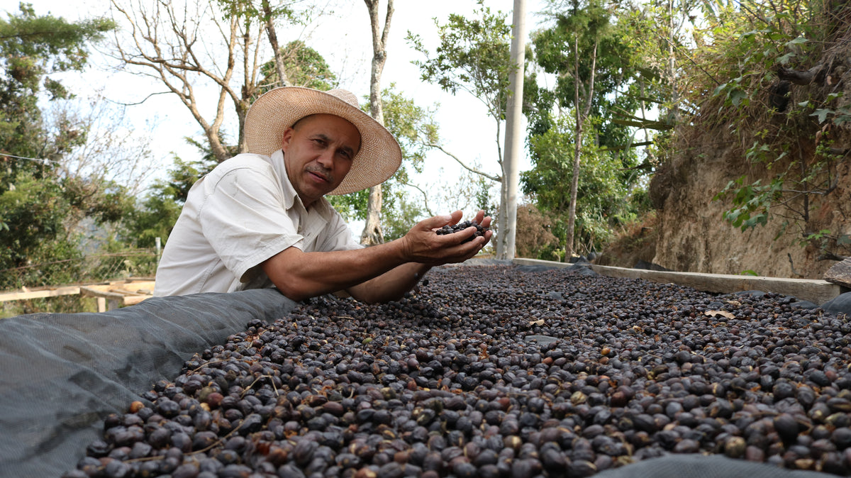 Producer holding dried coffee cherries at Los Chelazos, Chalatenango, El Salvador