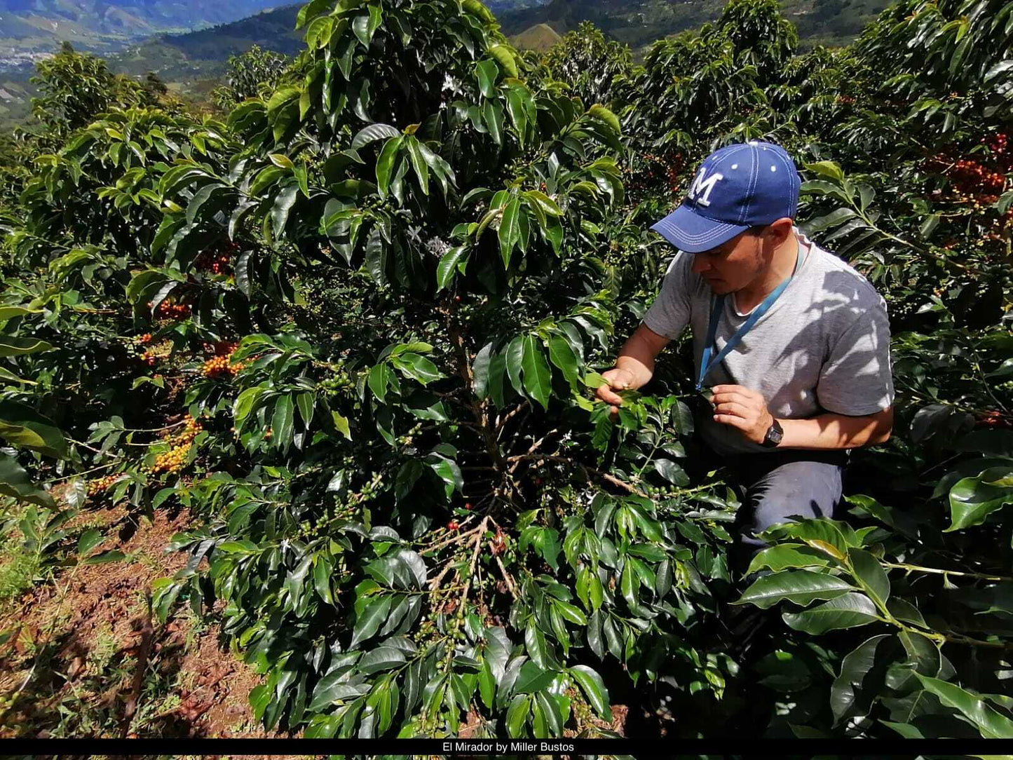 Colombia Los Guaduales
