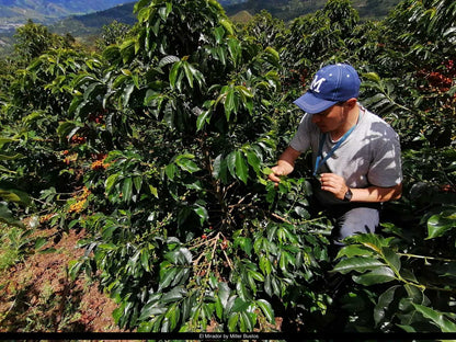 Colombia Los Guaduales
