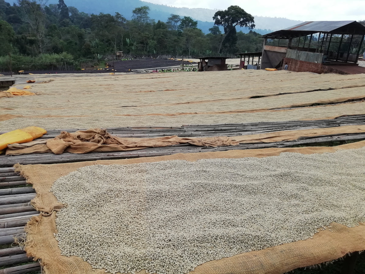 Ethiopia Kelloo Banko Gotiti