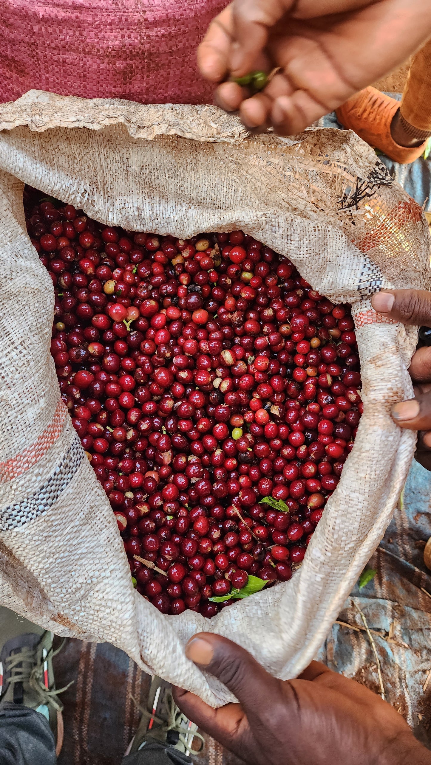 Ethiopia Kelloo Lalesa
