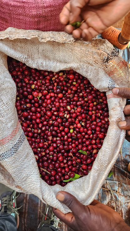 Ethiopia Kelloo Lalesa