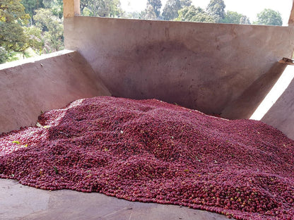 Ethiopia Bildimoo Danche