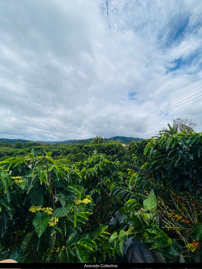Colombia Los Guaduales