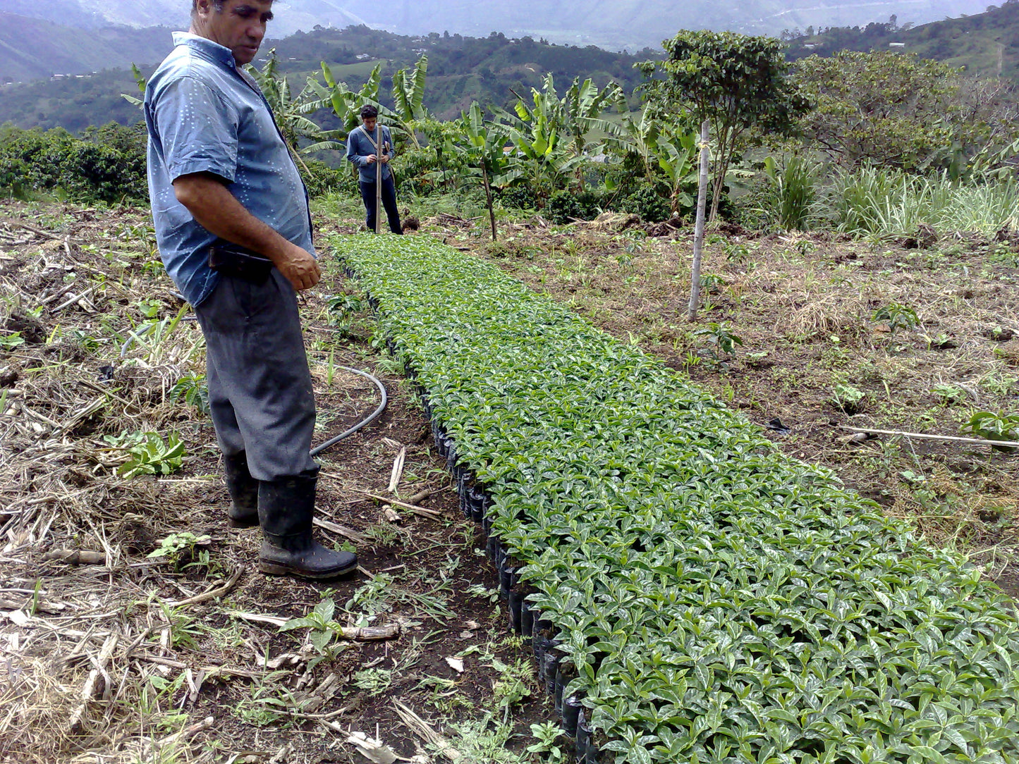 Producer tending coffee seedlings at Los Naranjos, San Agustín, Colombia