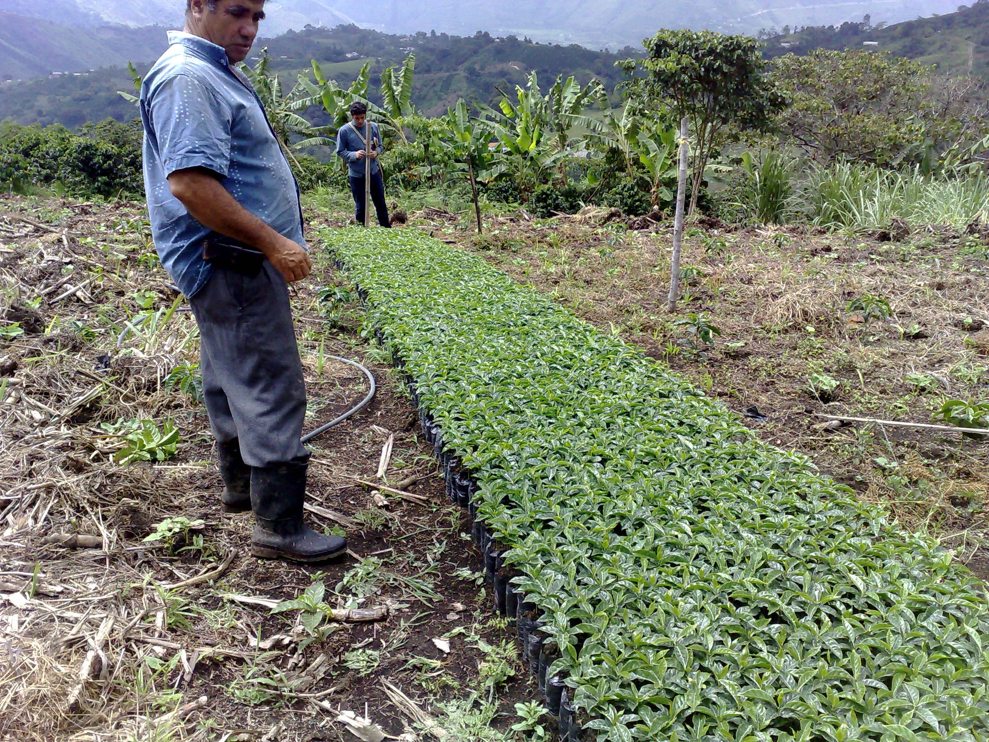 Producer tending coffee seedlings at Los Naranjos, San Agustín, Colombia