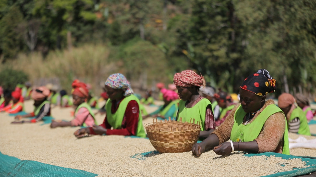 Ethiopia Kelloo Banko Gotiti