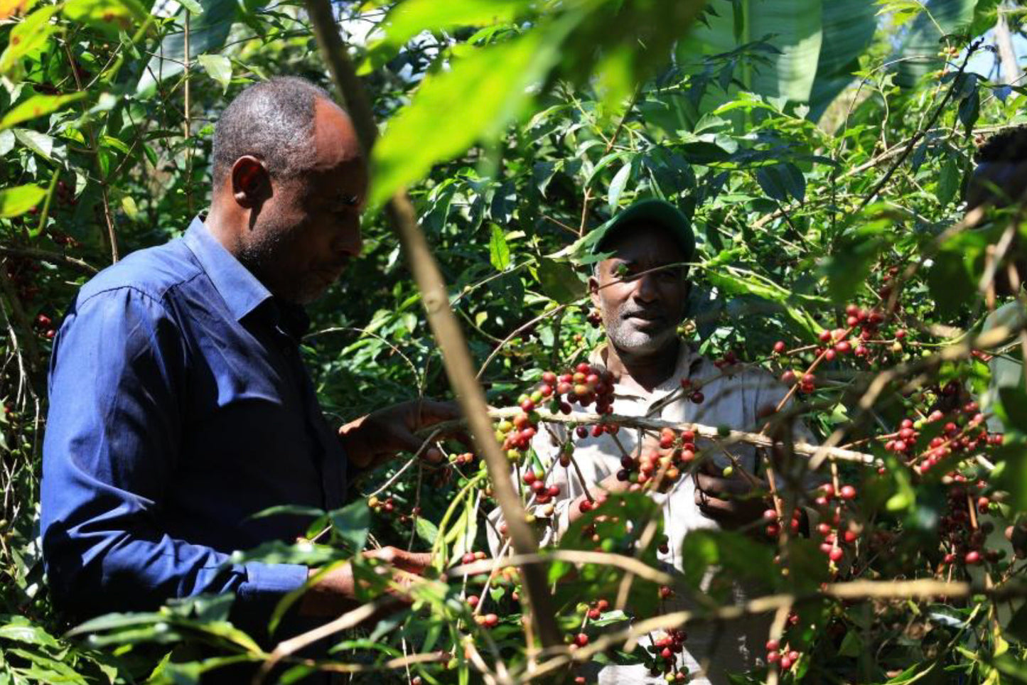 Ethiopia Bensa Setamo