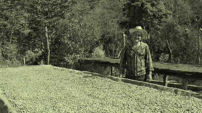 Producer beside drying beds of natural-process coffee at Los Chelazos, Chalatenango, El Salvador